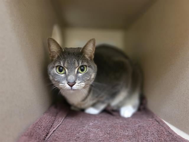Enlarge DARRAH, a Adoptable Domestic Short Hair in Denver, CO image 1/1