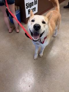 Bumblebee, Adoptable, Young Male Husky & Mixed Breed.