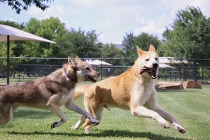 Enlarge Bumblebee, a Adoptable mixed breed in Irving, TX image 2/3