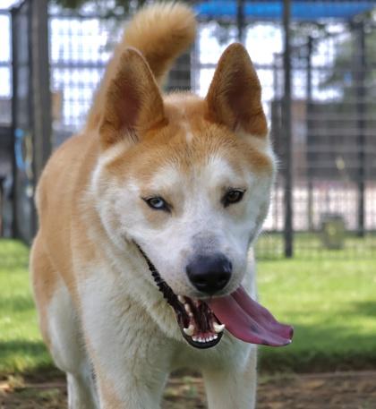 Enlarge Bumblebee, a Adoptable mixed breed in Irving, TX image 3/3