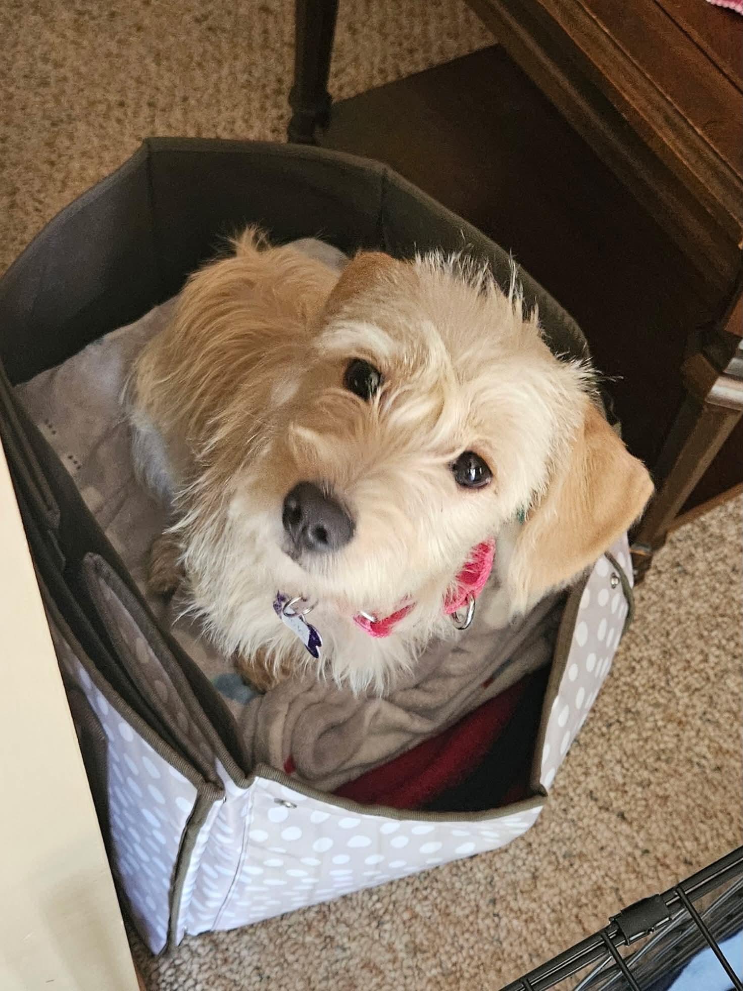 Nala, an adopted mixed breed in South Elgin, IL image 4/4