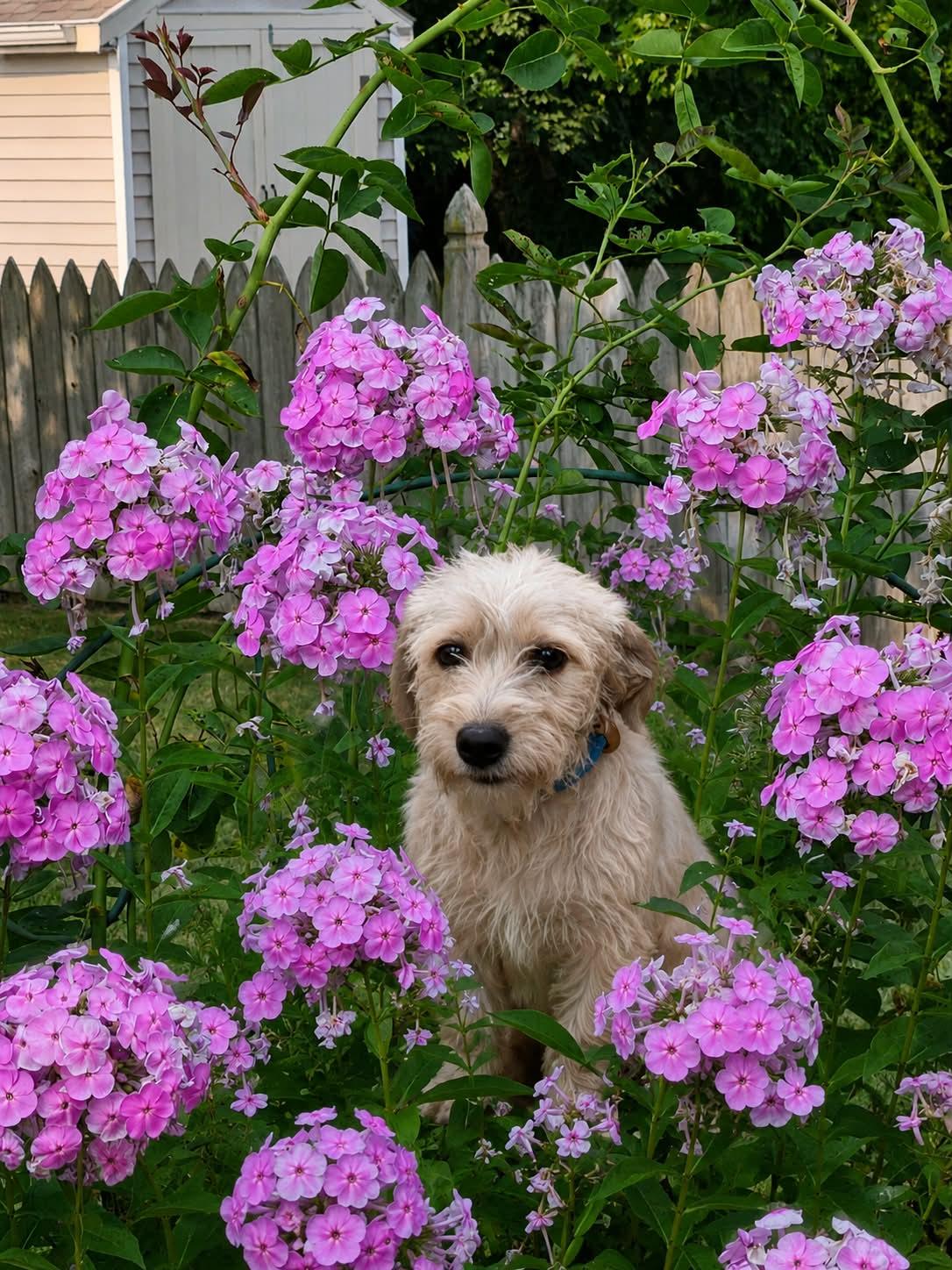 Nala, an adopted mixed breed in South Elgin, IL image 3/4