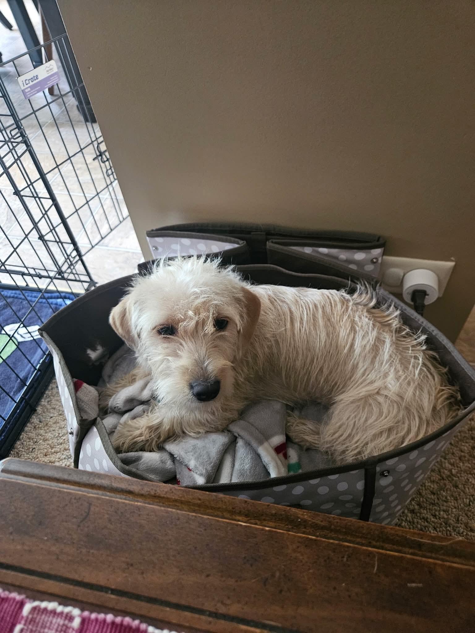 Nala, an adopted mixed breed in South Elgin, IL image 2/4