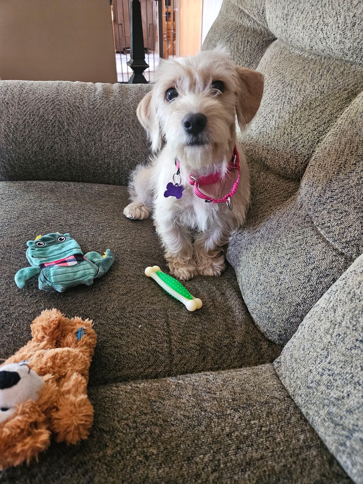Nala, adopted, Young Female West Highland White Terrier / Westie & Schnauzer.