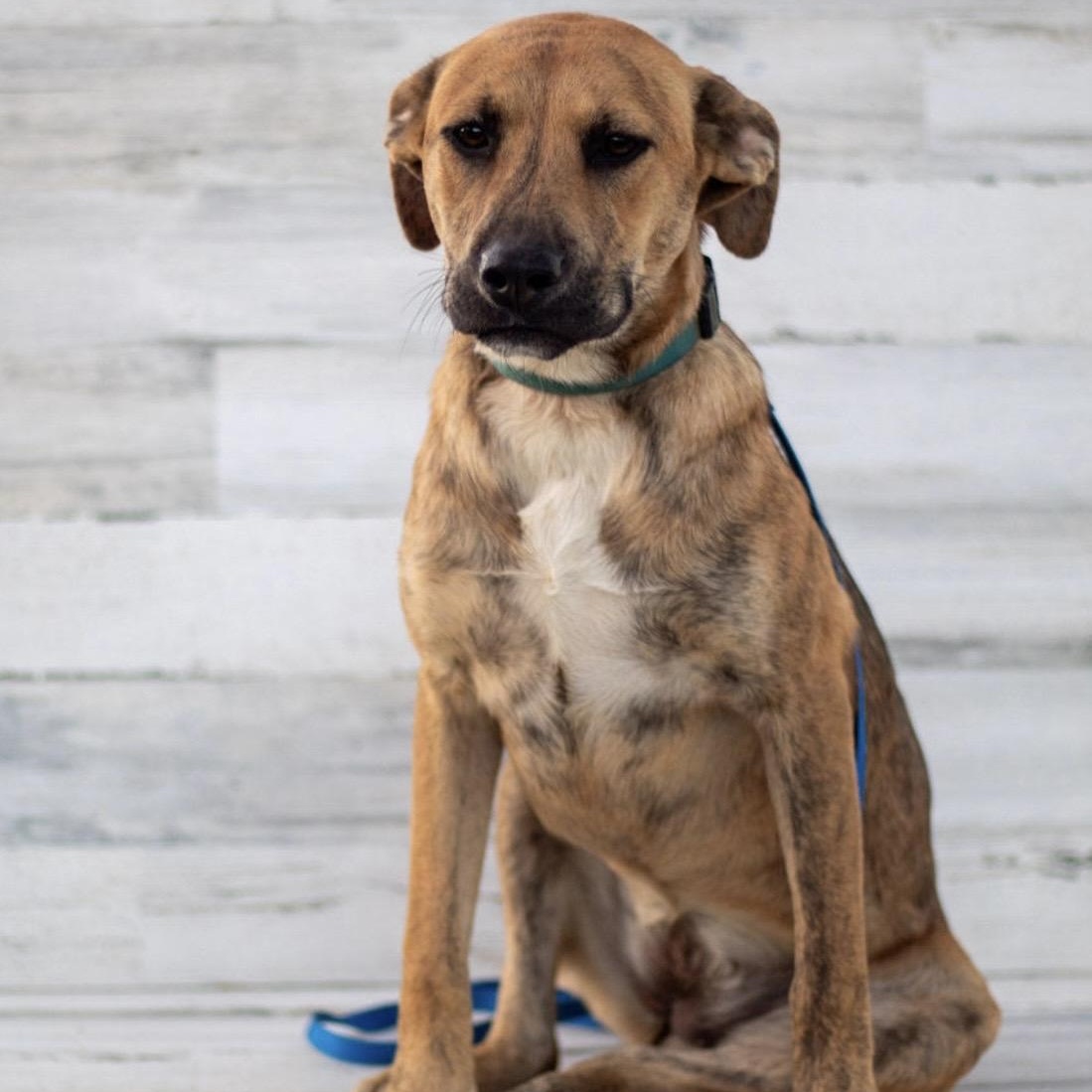Sherry, Adoptable, Young Female Hound & Mixed Breed.