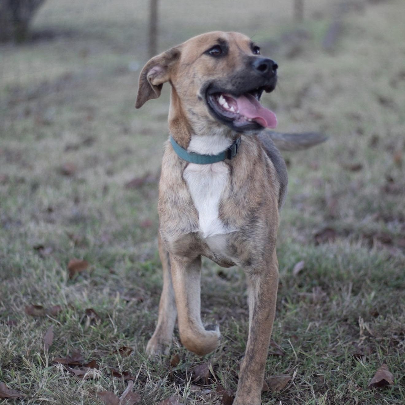 Sherry, a Adoptable mixed breed in Pelham, NH image 5/6