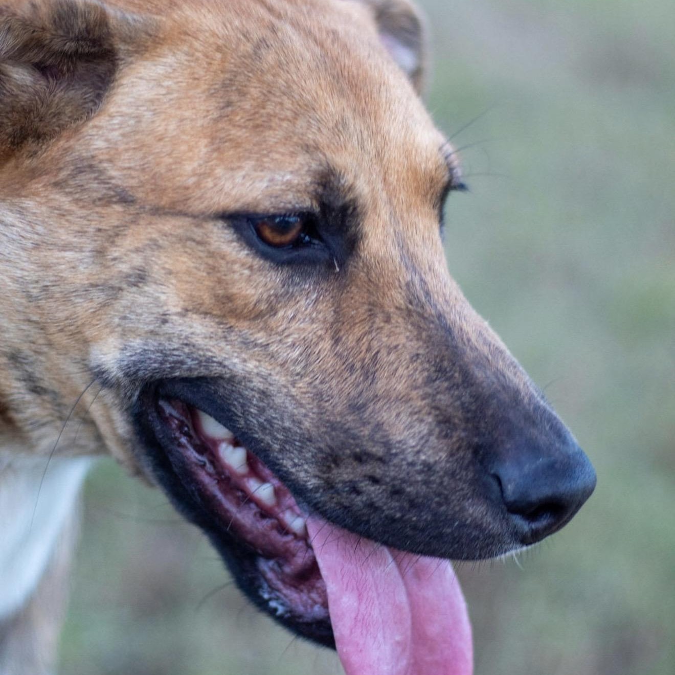 Sherry, a Adoptable mixed breed in Pelham, NH image 3/6