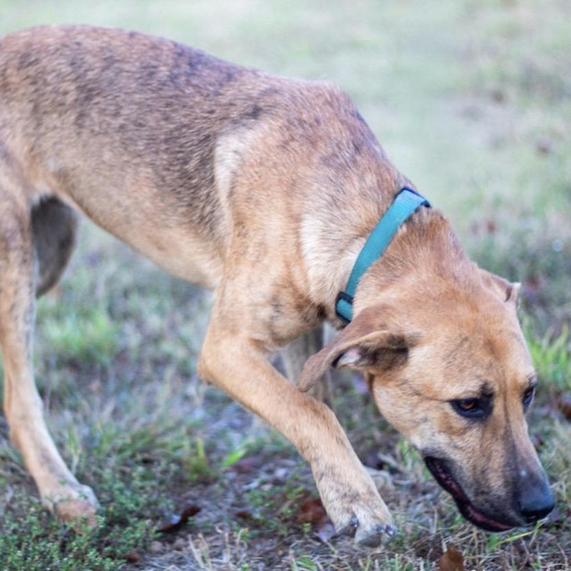 Sherry, a Adoptable mixed breed in Pelham, NH image 6/6