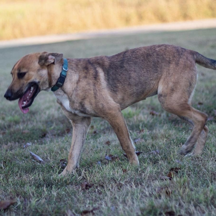 Sherry, a Adoptable mixed breed in Pelham, NH image 4/6