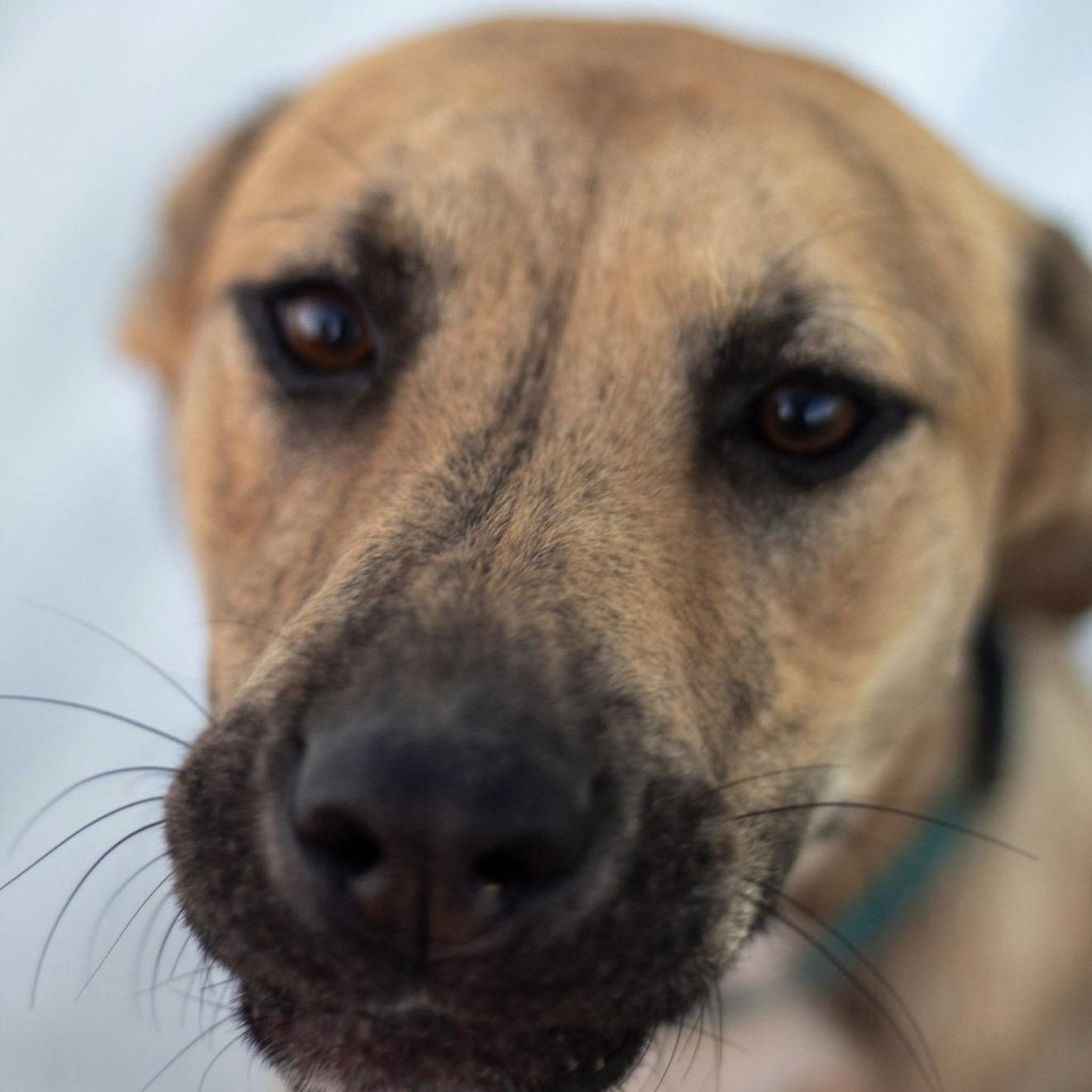 Sherry, a Adoptable mixed breed in Pelham, NH image 2/6