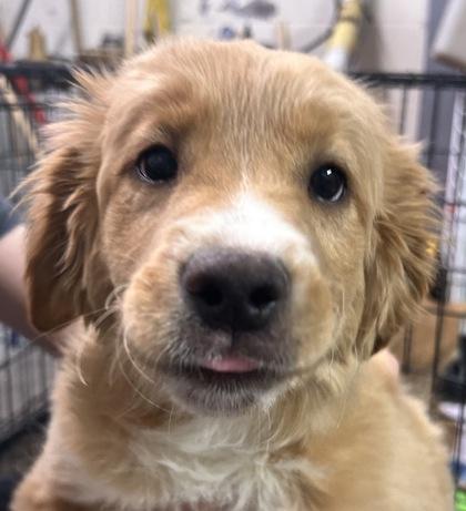 Asiago, adopted, Puppy Female Mixed Breed.