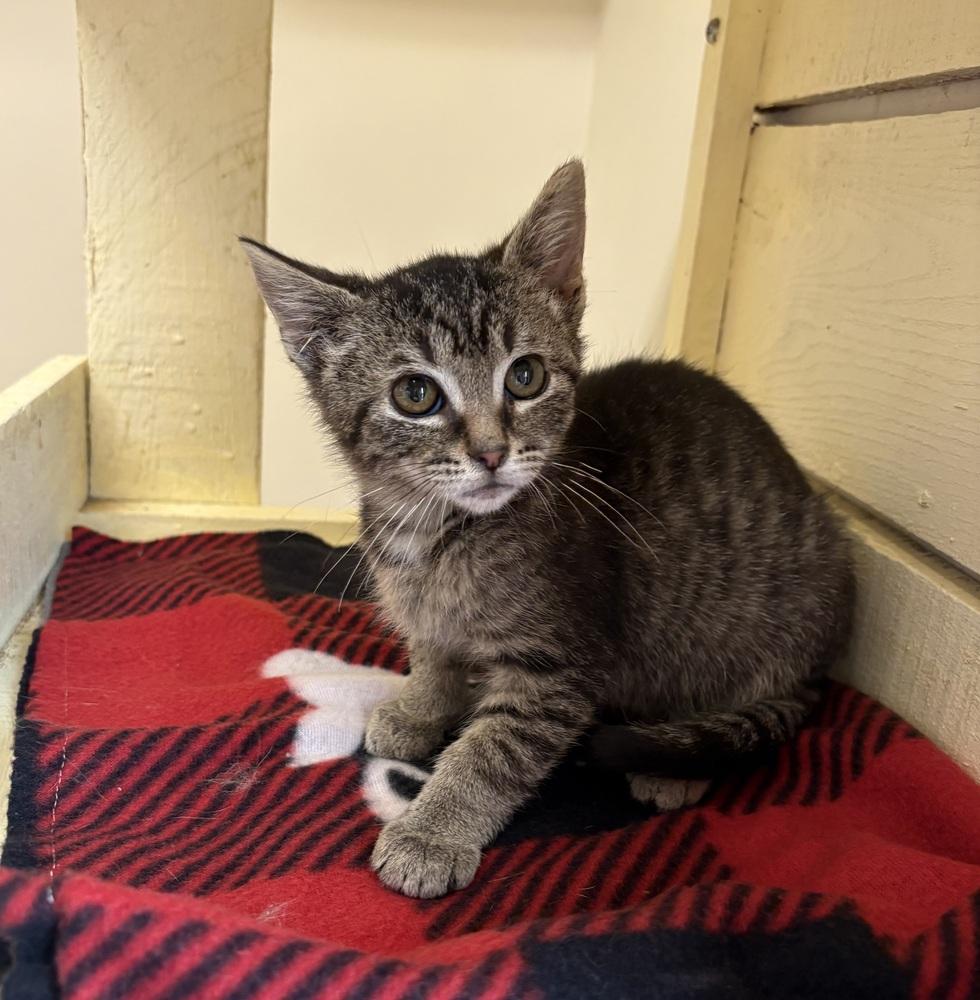 Grayson, Adopted, Kitten Male Domestic Short Hair.