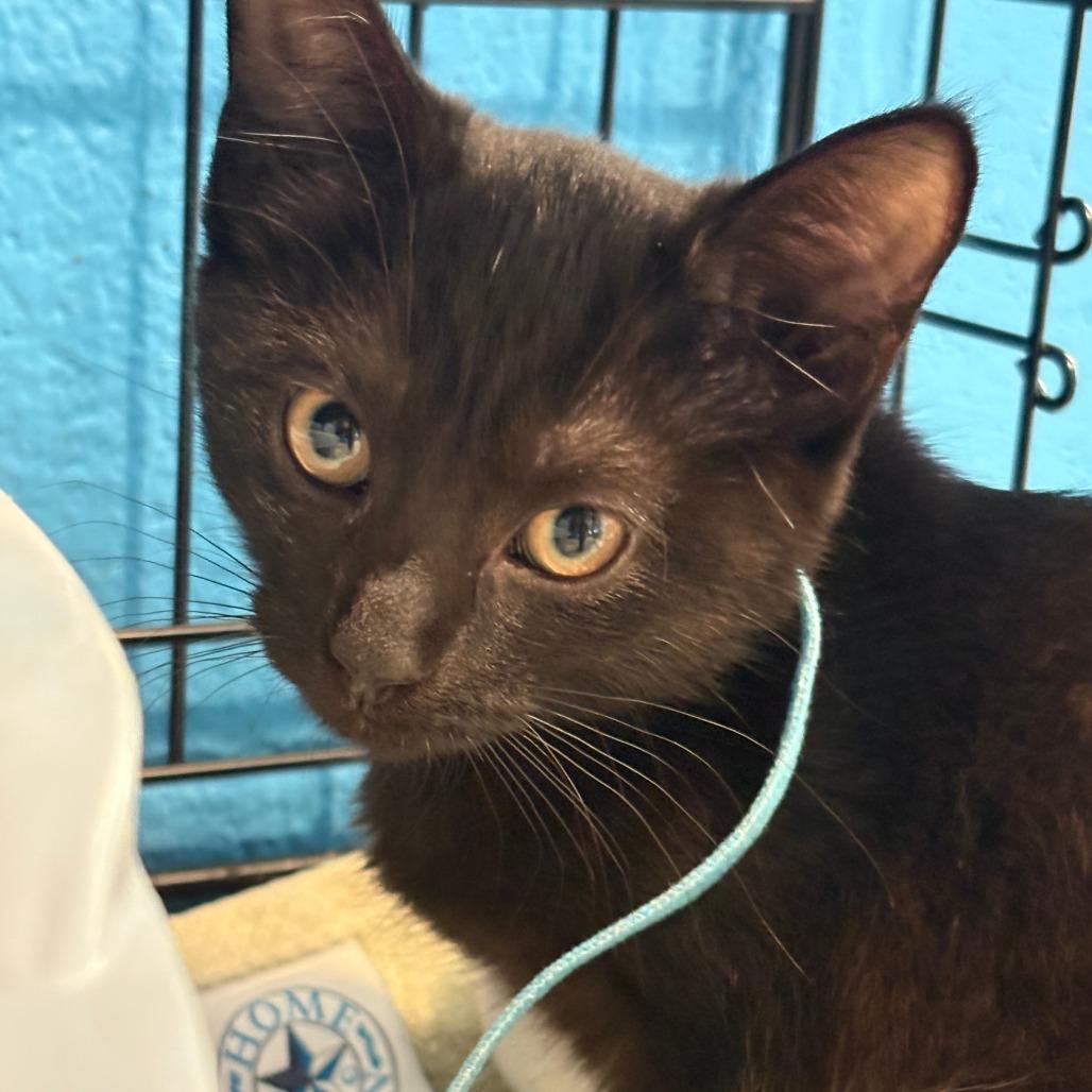 Enlarge Valley, a Adoptable Domestic Short Hair in Chesapeake, VA image 1/1
