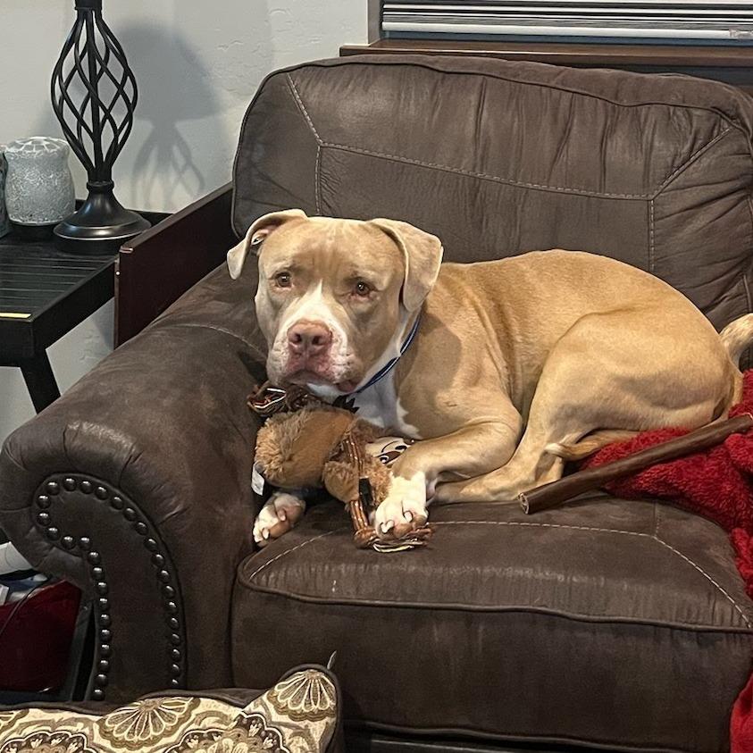 Enlarge Mufasa, a Adoptable Pit Bull Terrier in Durango, CO image 2/3