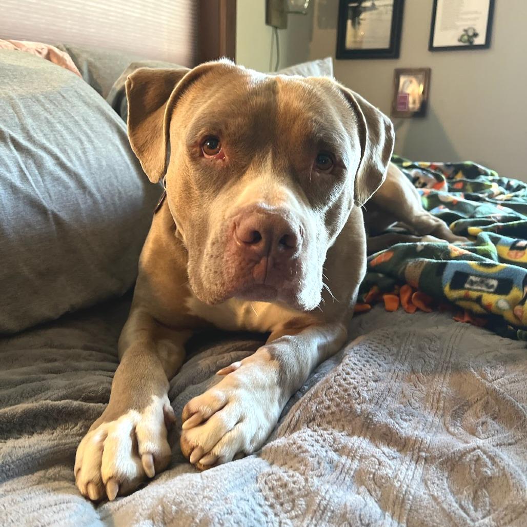 Enlarge Mufasa, a Adoptable Pit Bull Terrier in Durango, CO image 3/3