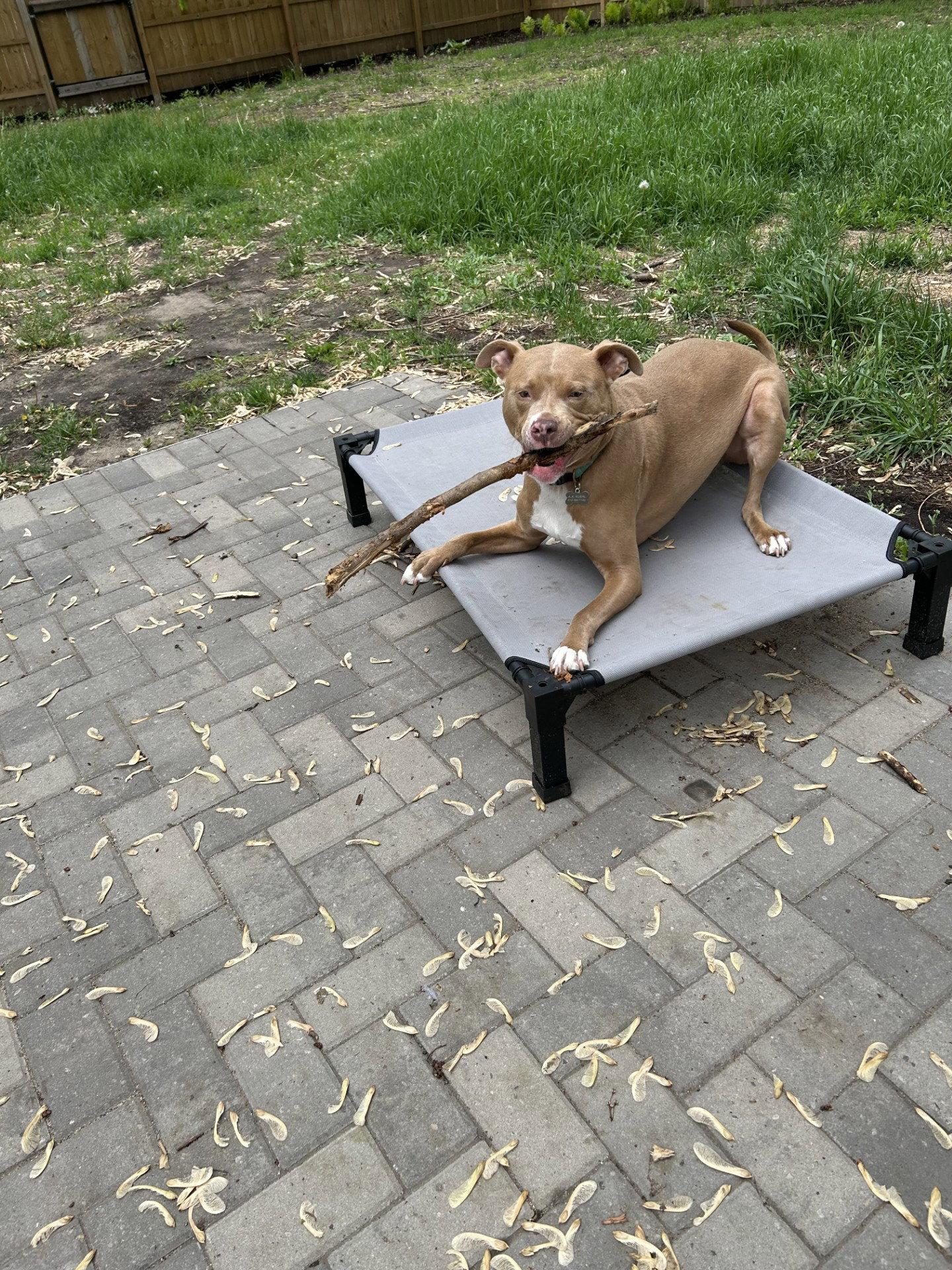 Snoop- OS, a Adoptable Pit Bull Terrier in Saint Paul, MN image 1/3