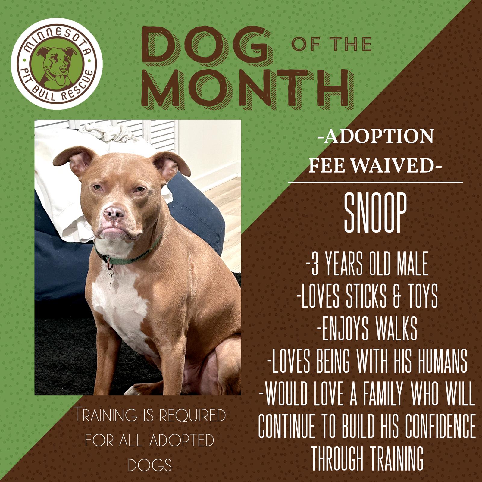 Enlarge Snoop- OS *Adoption Fee Waived*, a Adoptable Pit Bull Terrier in Saint Paul, MN image 2/3