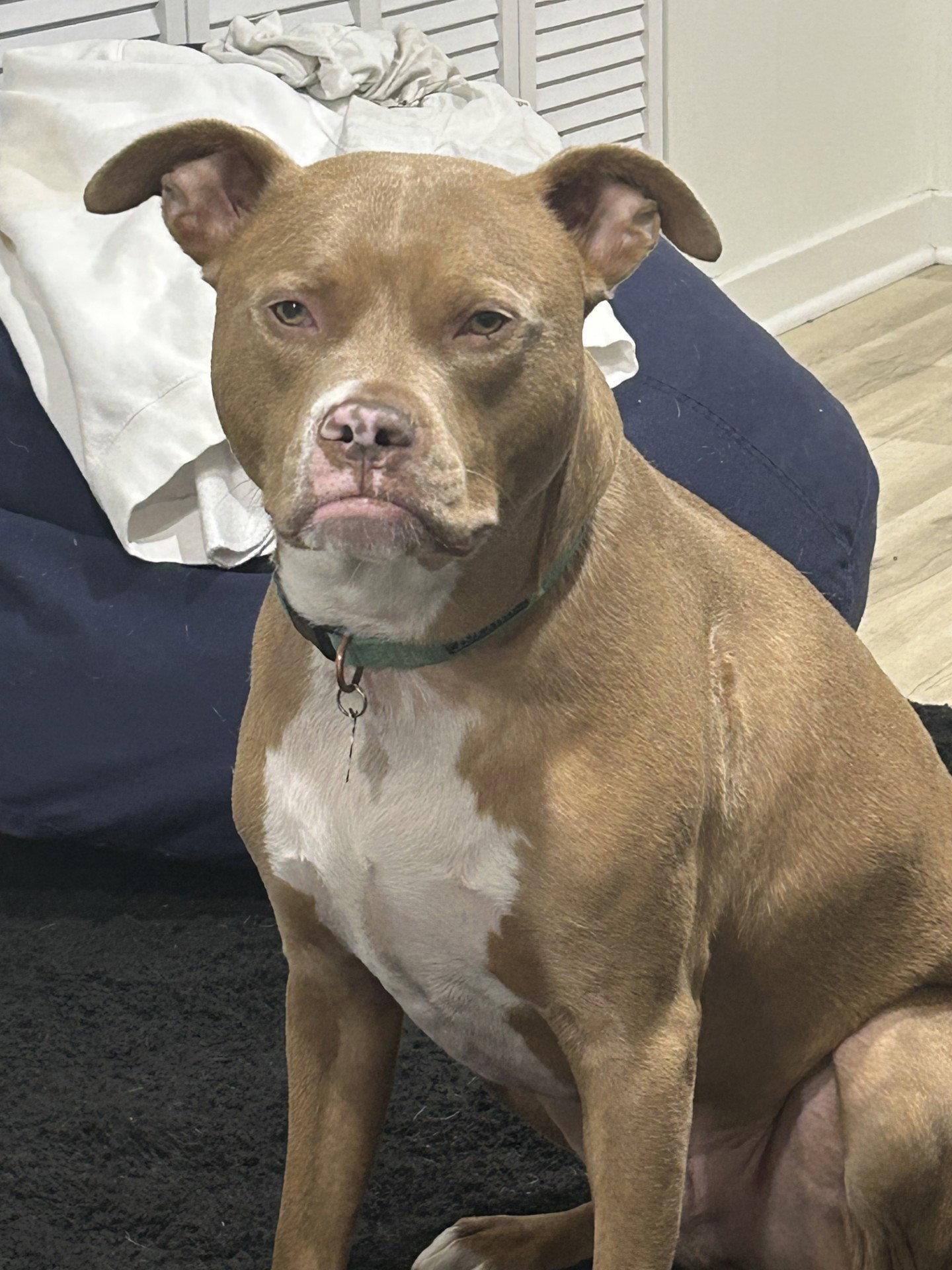 Snoop- OS, a Adoptable Pit Bull Terrier in Saint Paul, MN image 2/3