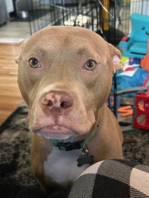 Snoop  *Adoption Fee Waived* OSCP, Adoptable, Adult Male Pit Bull Terrier.