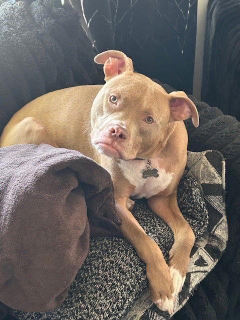 Enlarge Snoop  *Adoption Fee Waived* OSCP, a Adoptable Pit Bull Terrier in Saint Paul, MN image 2/3