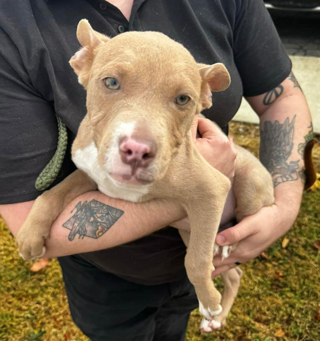 Enlarge Snoop  *Adoption Fee Waived* OSCP, a Adoptable Pit Bull Terrier in Saint Paul, MN image 3/3