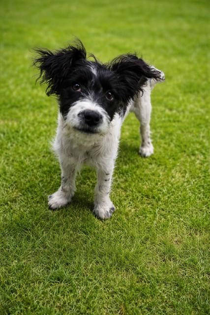 ANNE, Adoptable, Young Female Terrier & Mixed Breed.