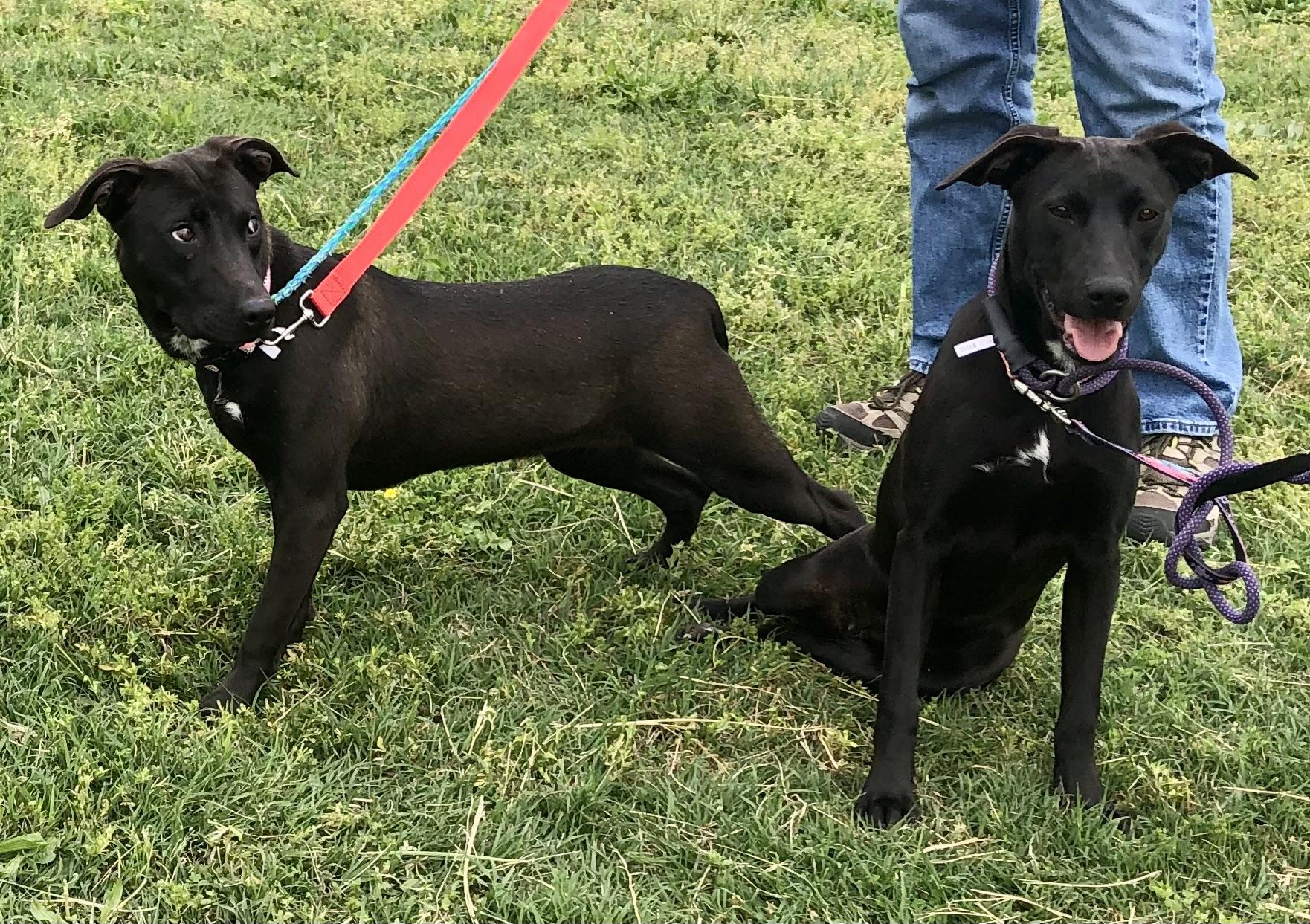 Enlarge Plankton- only 30lbs!, a Adoptable mixed breed in Pleasant View, TN image 4/4