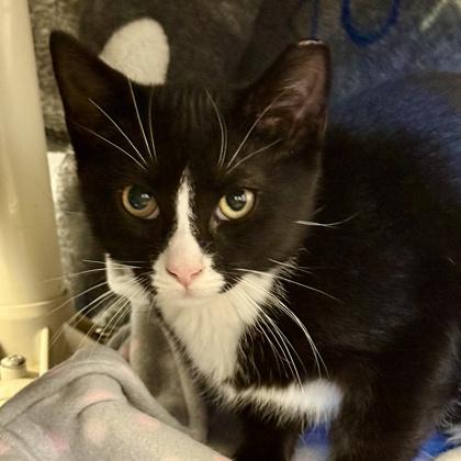 Roomba, Adoptable, Young Male Domestic Short Hair.