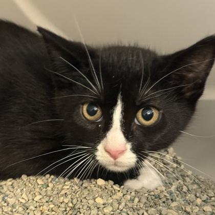 Enlarge Roomba, a Adoptable Domestic Short Hair in Lansing, MI image 2/2