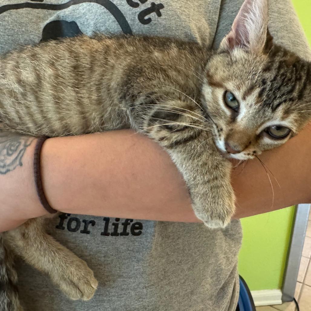 Alder, Baby Female unknown