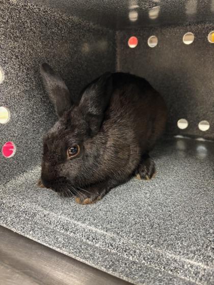 Swamp, Adoptable, Young Male Bunny Rabbit & Bunny Rabbit.