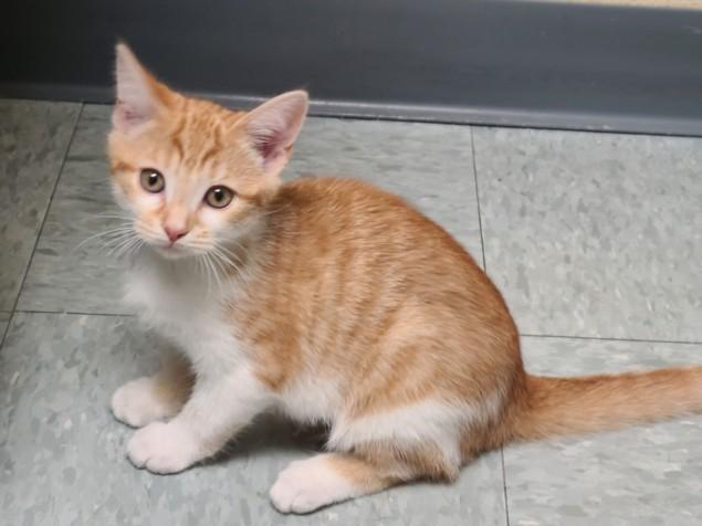 A520166, Adoptable, Kitten Female Domestic Short Hair.