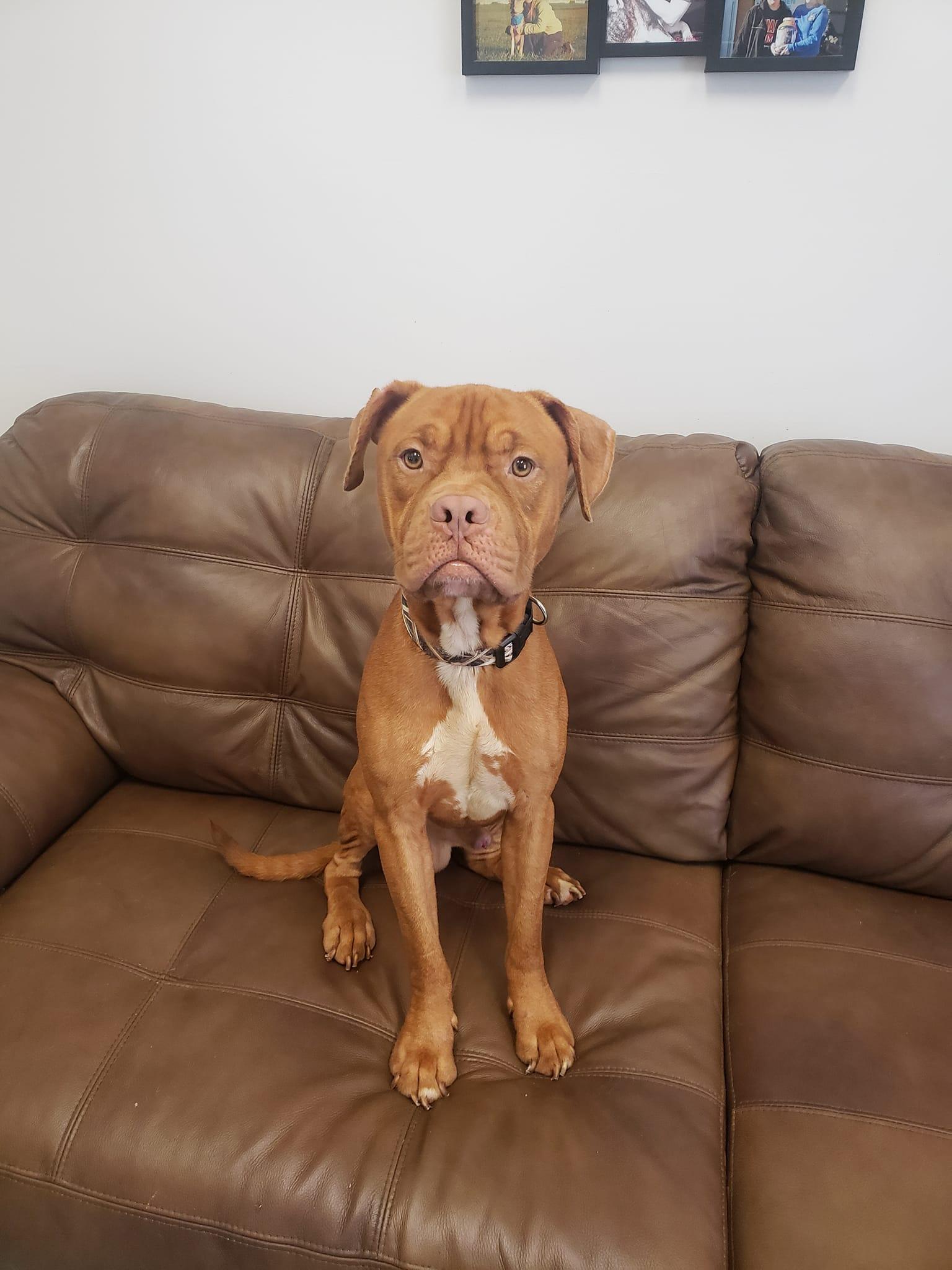 Champ, Adopted, Adult Male Dogue de Bordeaux.
