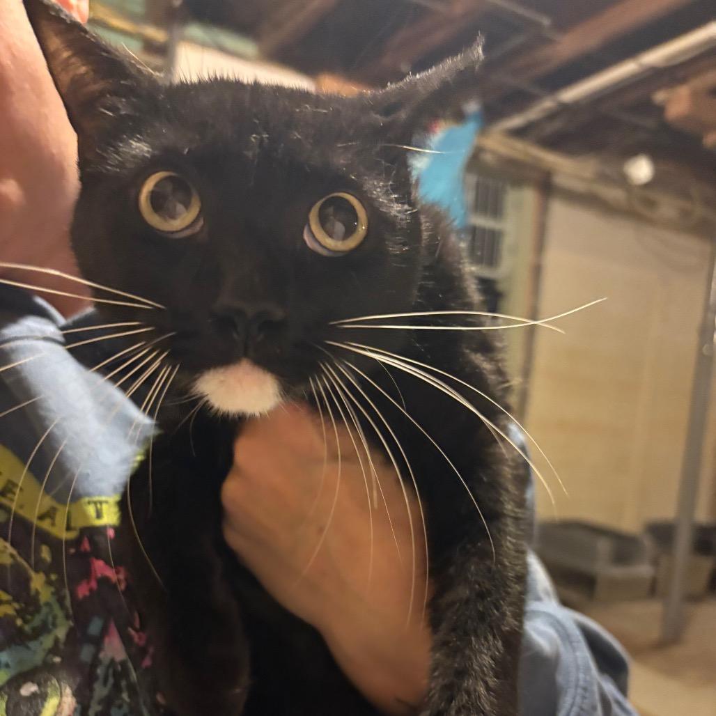 Shadow, Adoptable, Adult Male Domestic Short Hair.