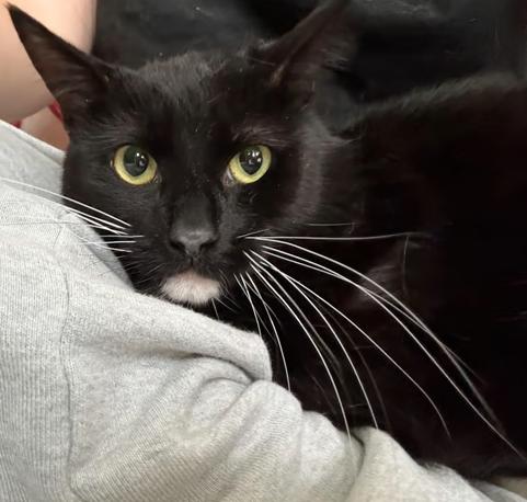 Shadow, Adoptable, Adult Male Domestic Short Hair.