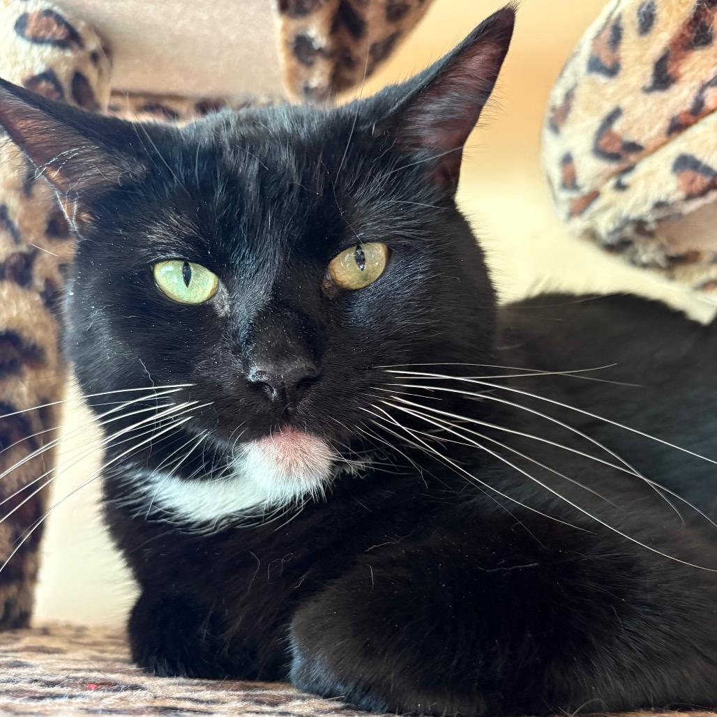 Enlarge Shadow, a Adoptable Domestic Short Hair in Johnstown, PA image 2/2