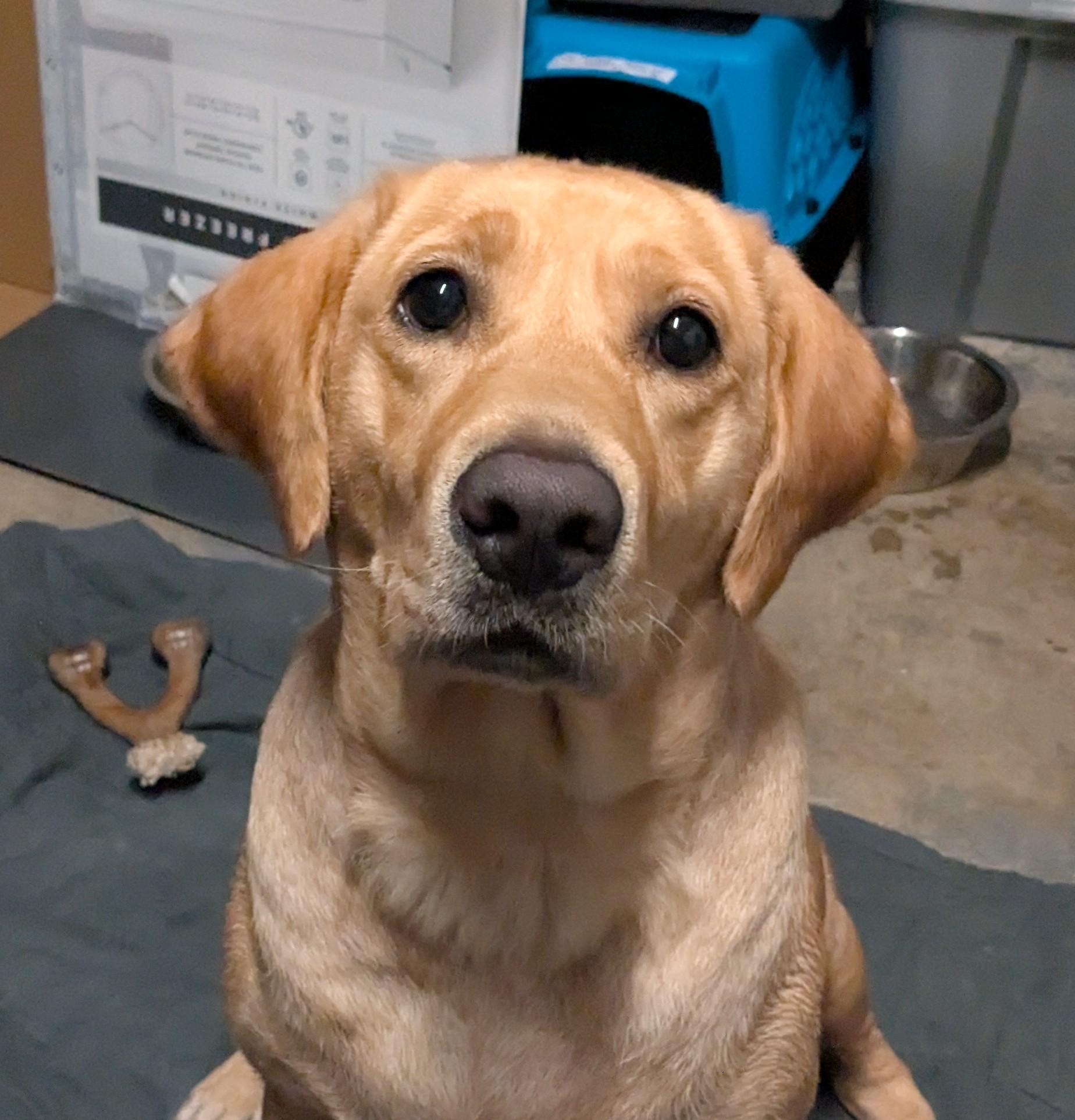 Norma, Adoptable, Adult Female Yellow Labrador Retriever.