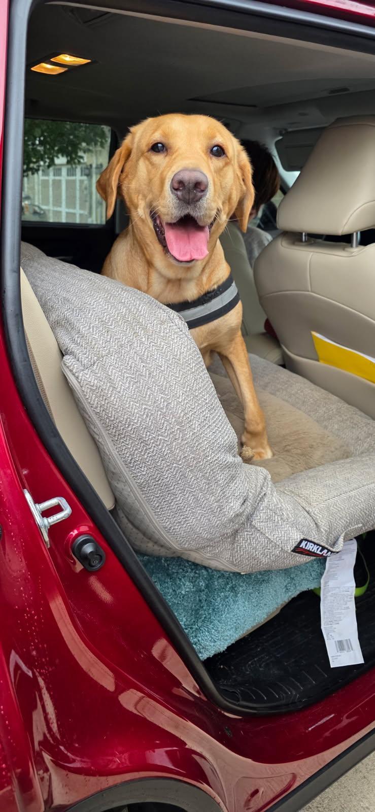 Enlarge Norma, a Adoptable Yellow Labrador Retriever in Indianapolis, IN image 2/5