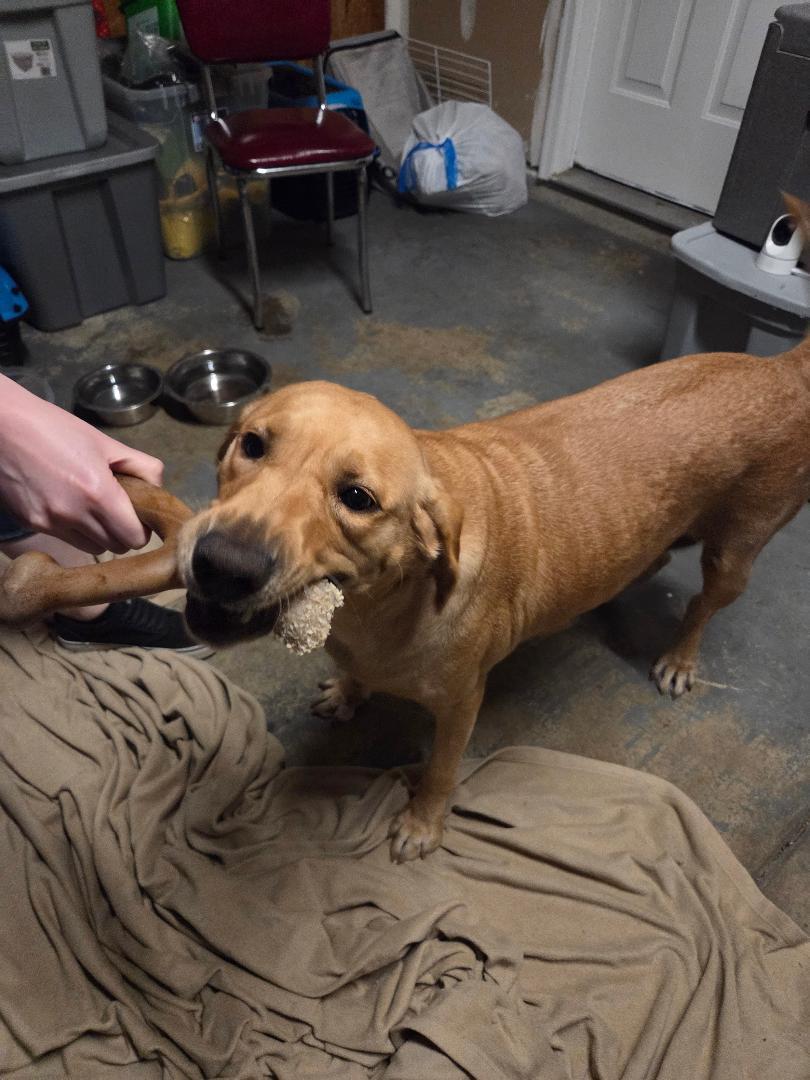 Enlarge Norma, a Adoptable Yellow Labrador Retriever in Indianapolis, IN image 3/5
