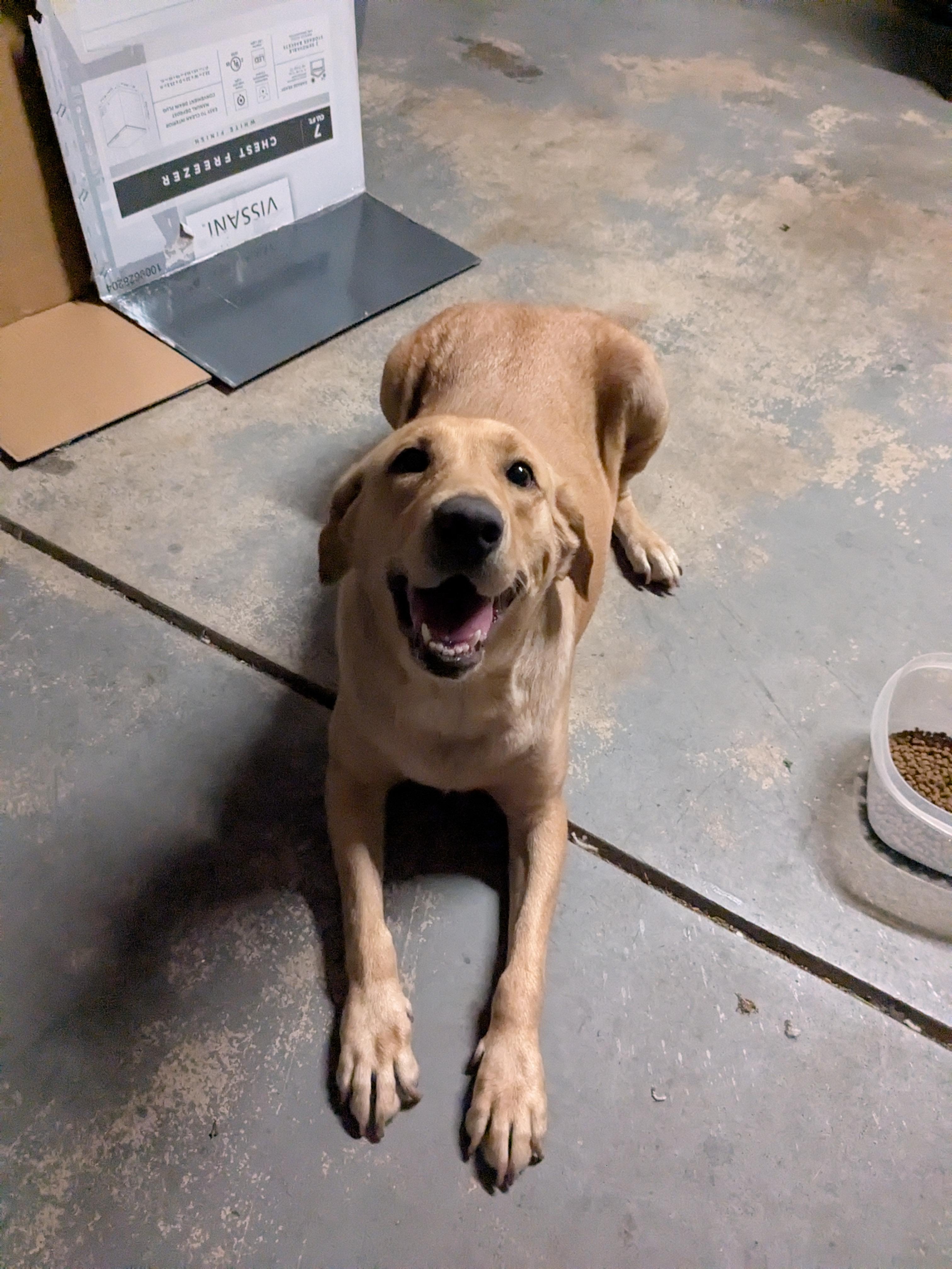 Norma, Adoptable, Adult Female Yellow Labrador Retriever.