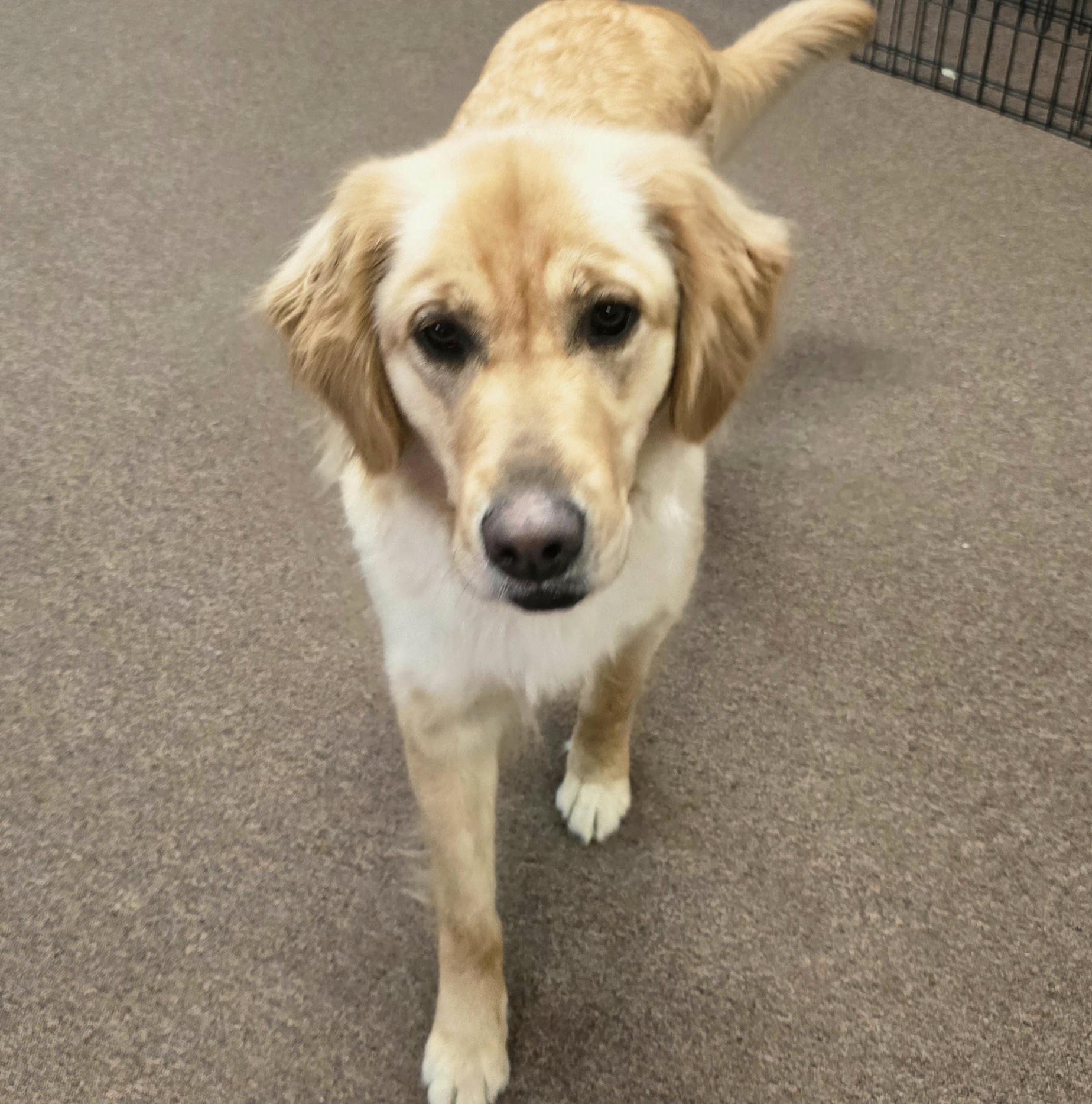 Enlarge Sunny, an adopted Golden Retriever in LaGrange, IN image 3/5