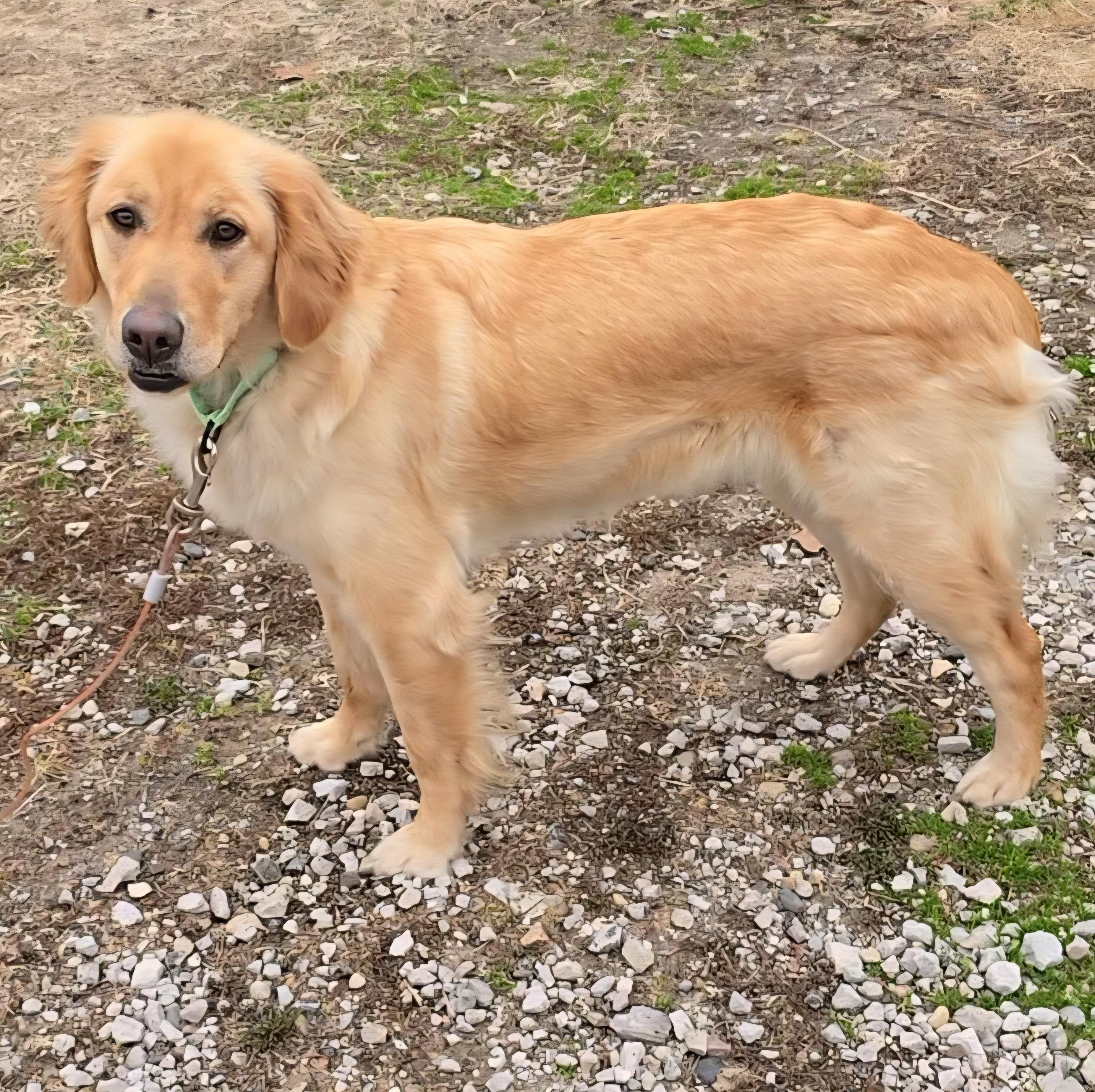 Enlarge Sunny, an adopted Golden Retriever in LaGrange, IN image 2/5
