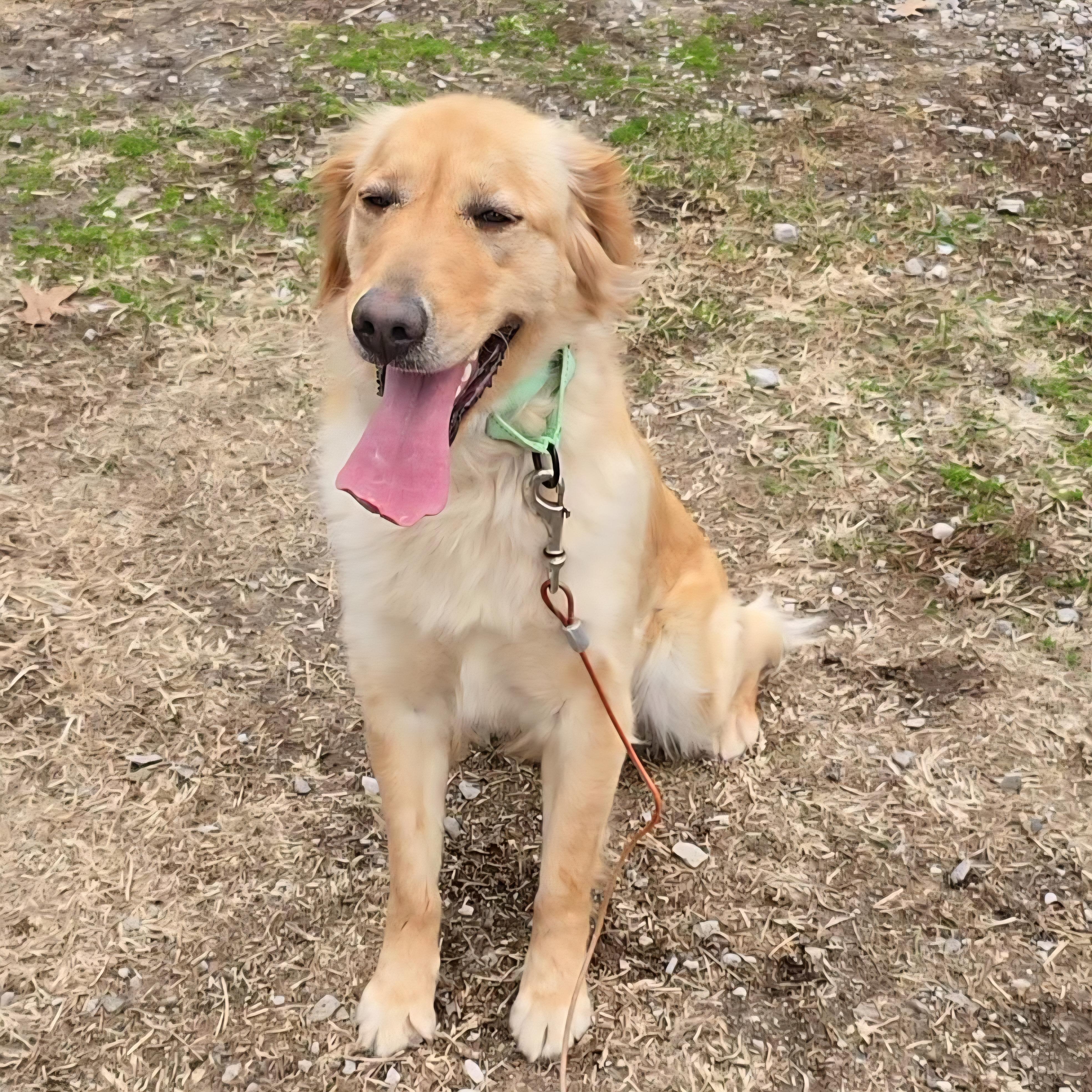 Enlarge Sunny, an adopted Golden Retriever in LaGrange, IN image 1/5