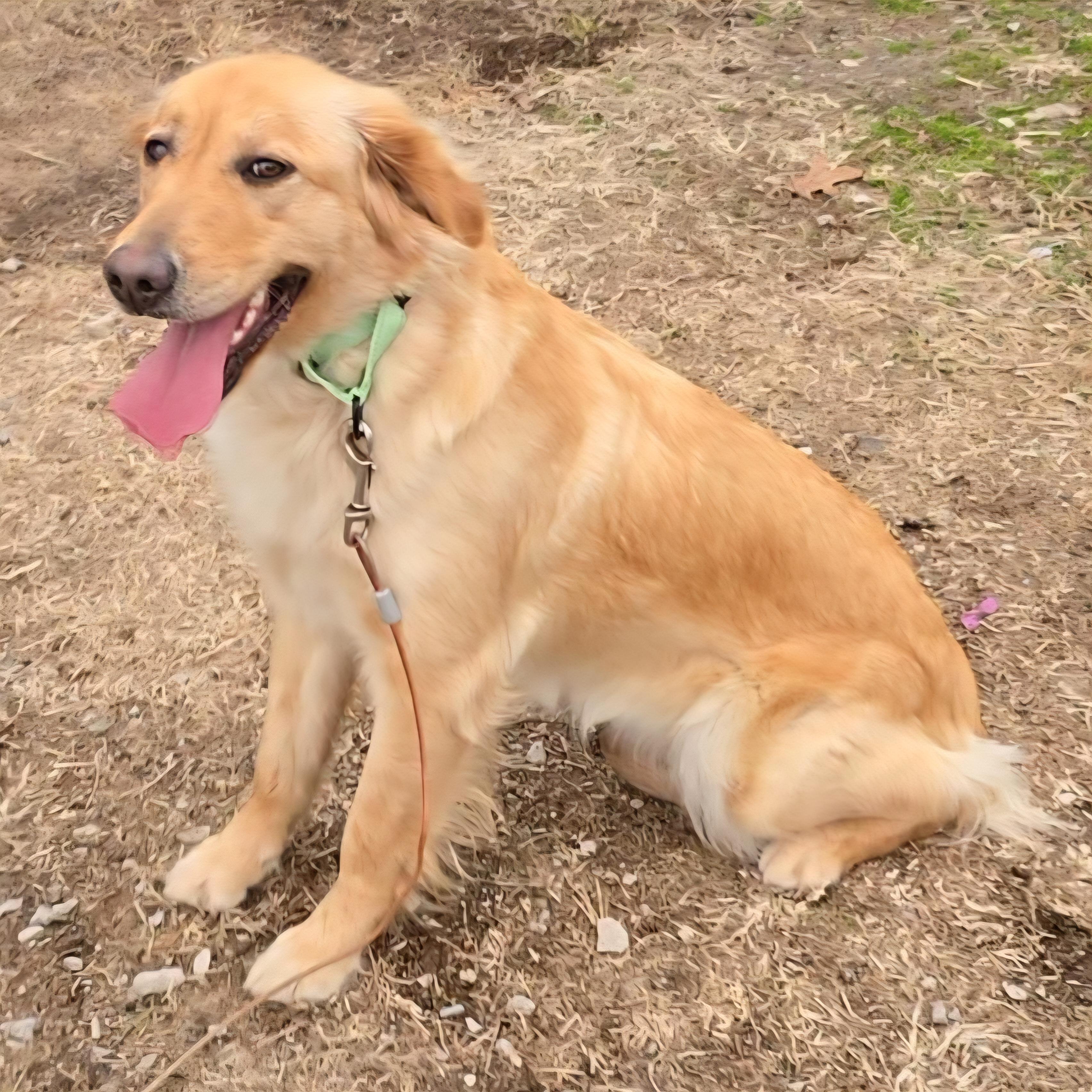 Enlarge Sunny, an adopted Golden Retriever in LaGrange, IN image 5/5