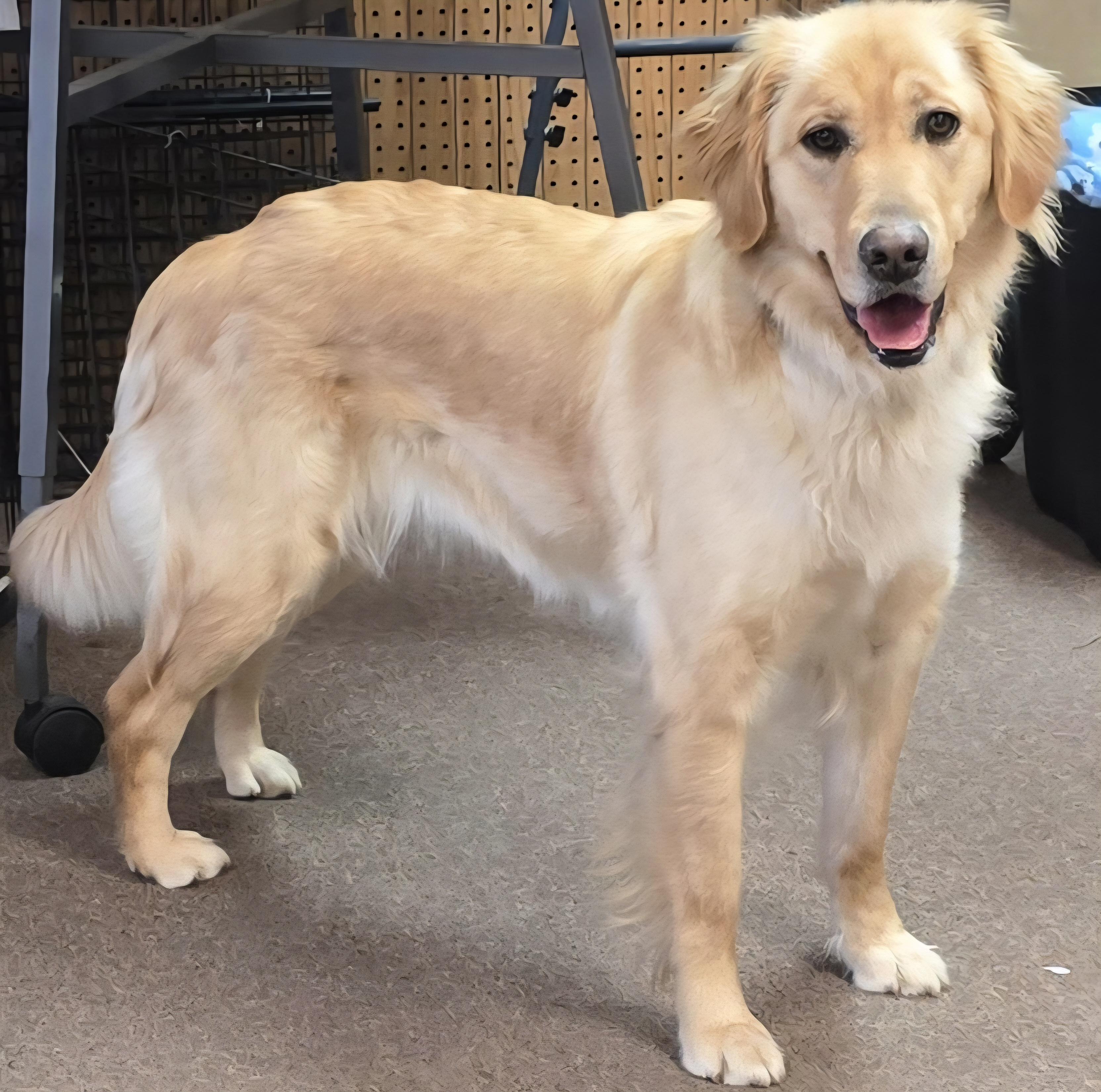 Enlarge Sunny, an adopted Golden Retriever in LaGrange, IN image 4/5