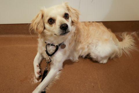 Enlarge Calder , an adopted mixed breed in Chicago, IL image 1/6