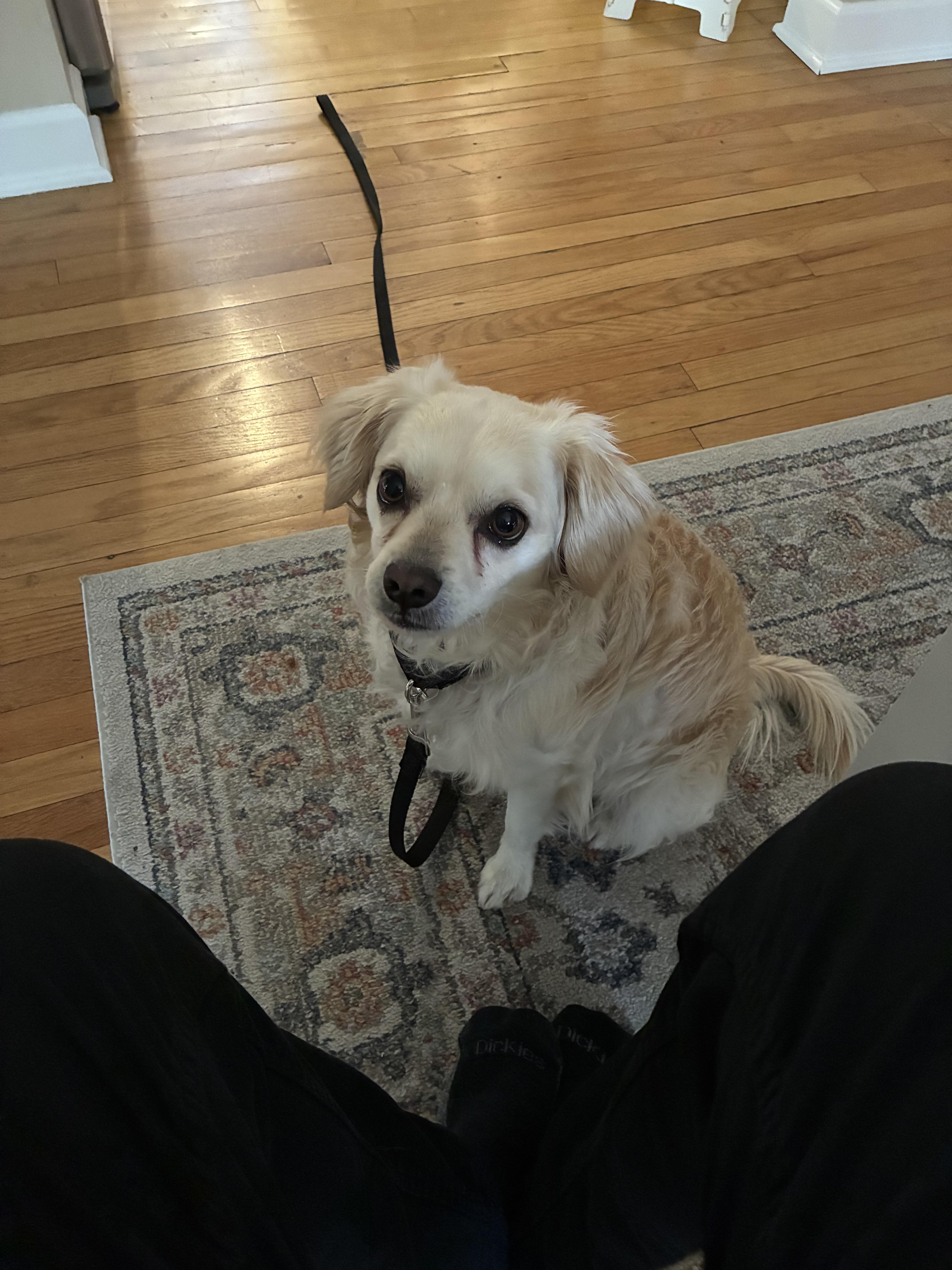 Enlarge Calder , an adopted mixed breed in Chicago, IL image 2/6