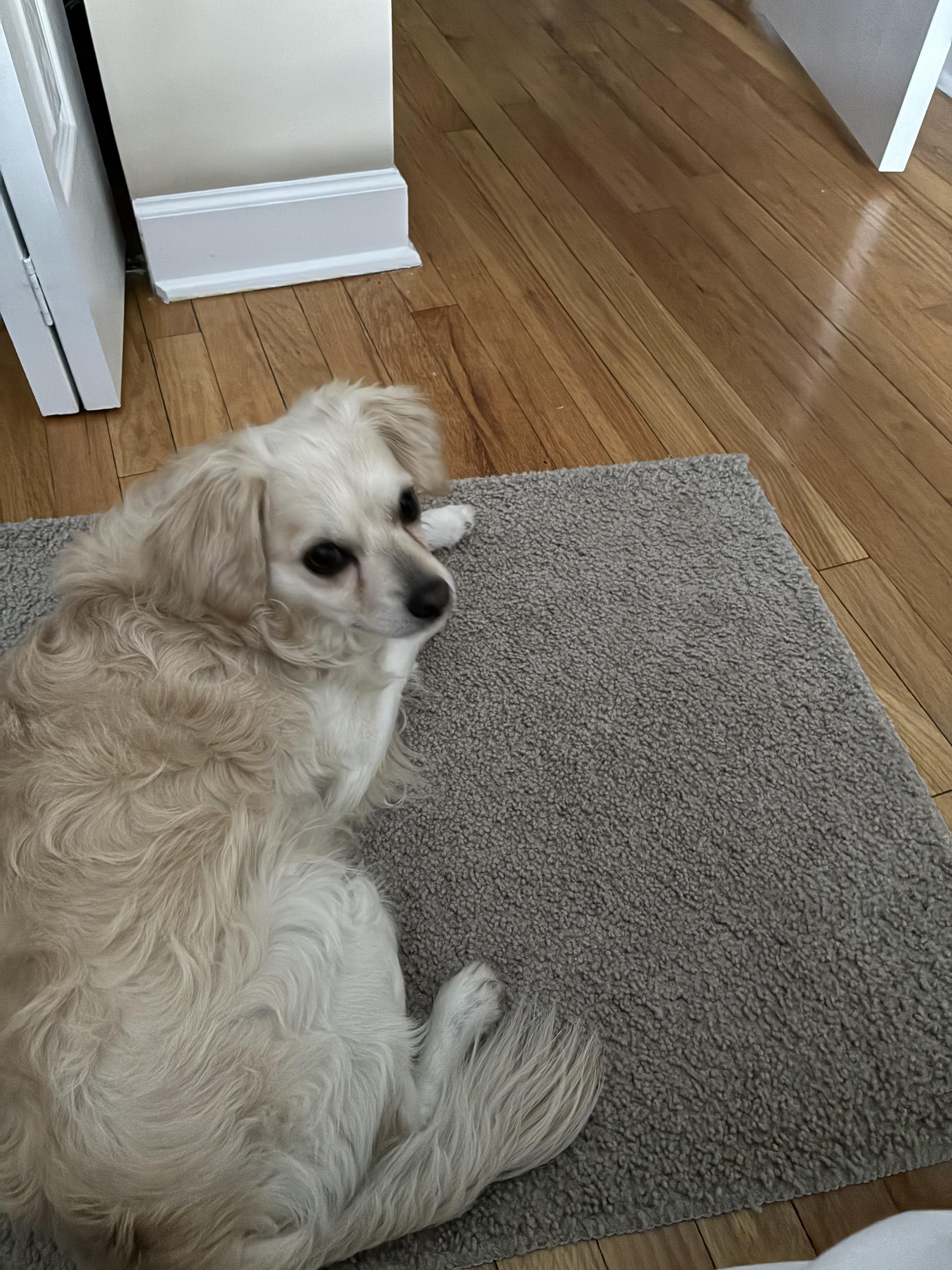 Enlarge Calder , an adopted mixed breed in Chicago, IL image 3/6