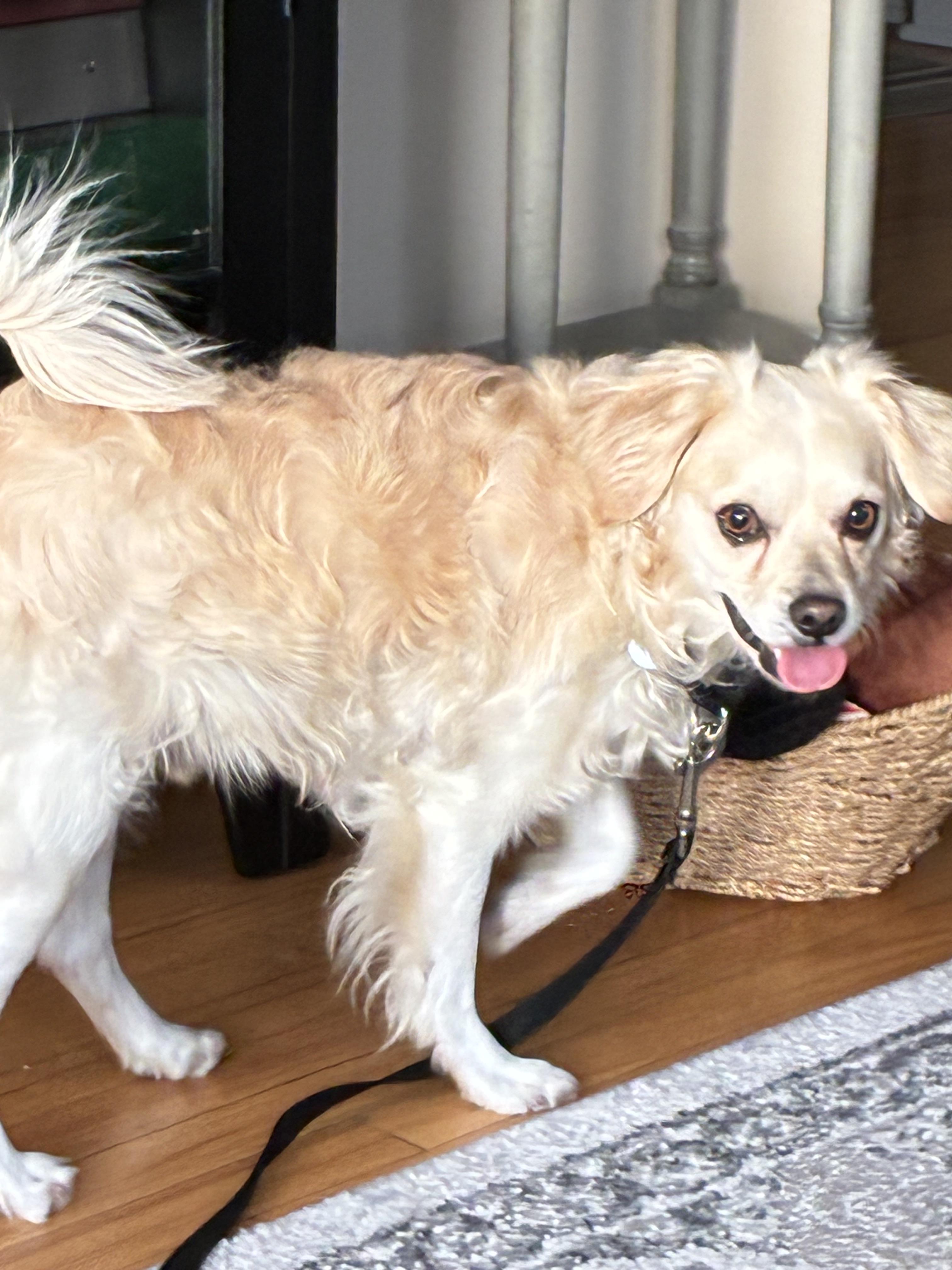 Enlarge Calder , an adopted mixed breed in Chicago, IL image 5/6