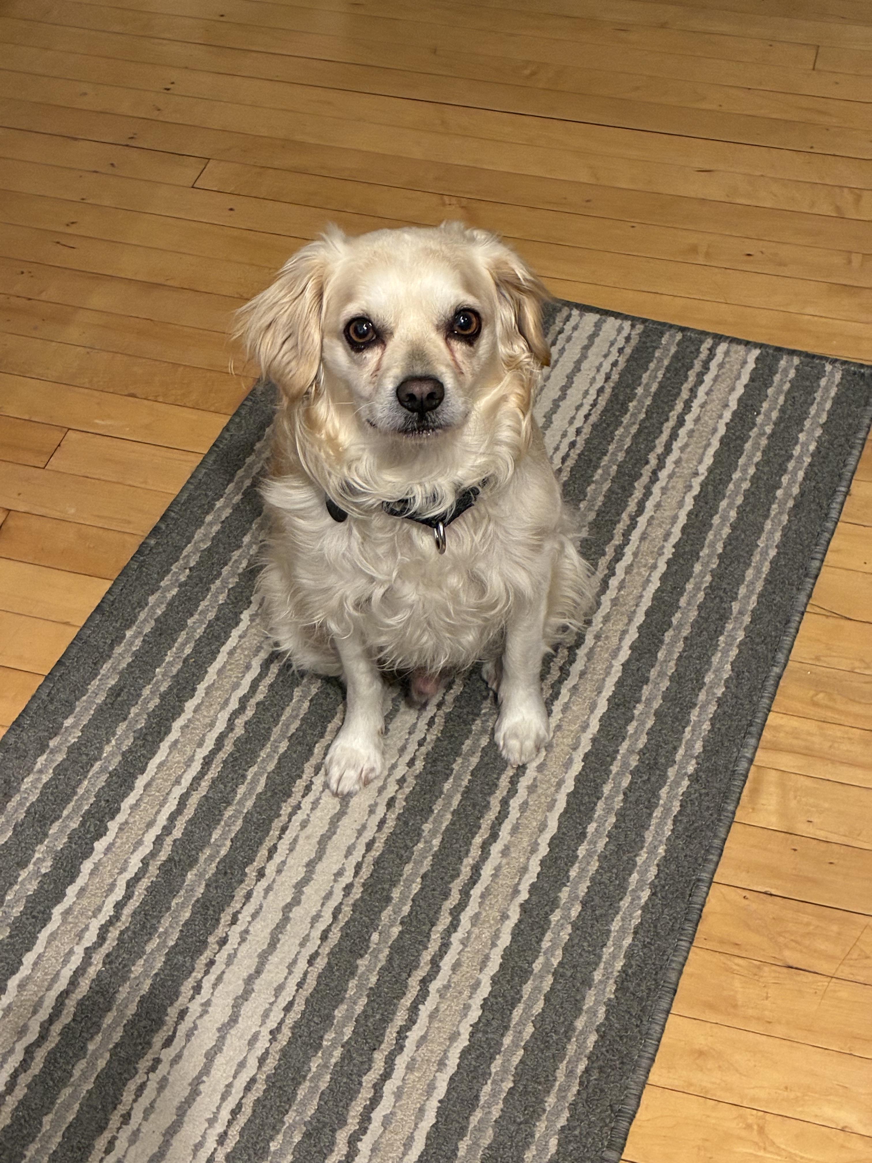 Enlarge Calder , an adopted mixed breed in Chicago, IL image 4/6